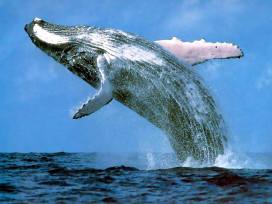 whaleroute